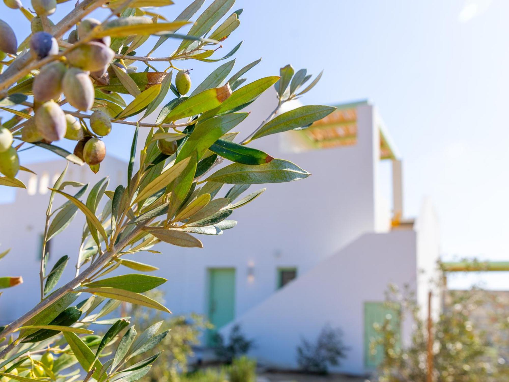 Plioni Villas & Suites Mikrí Vígla Kültér fotó