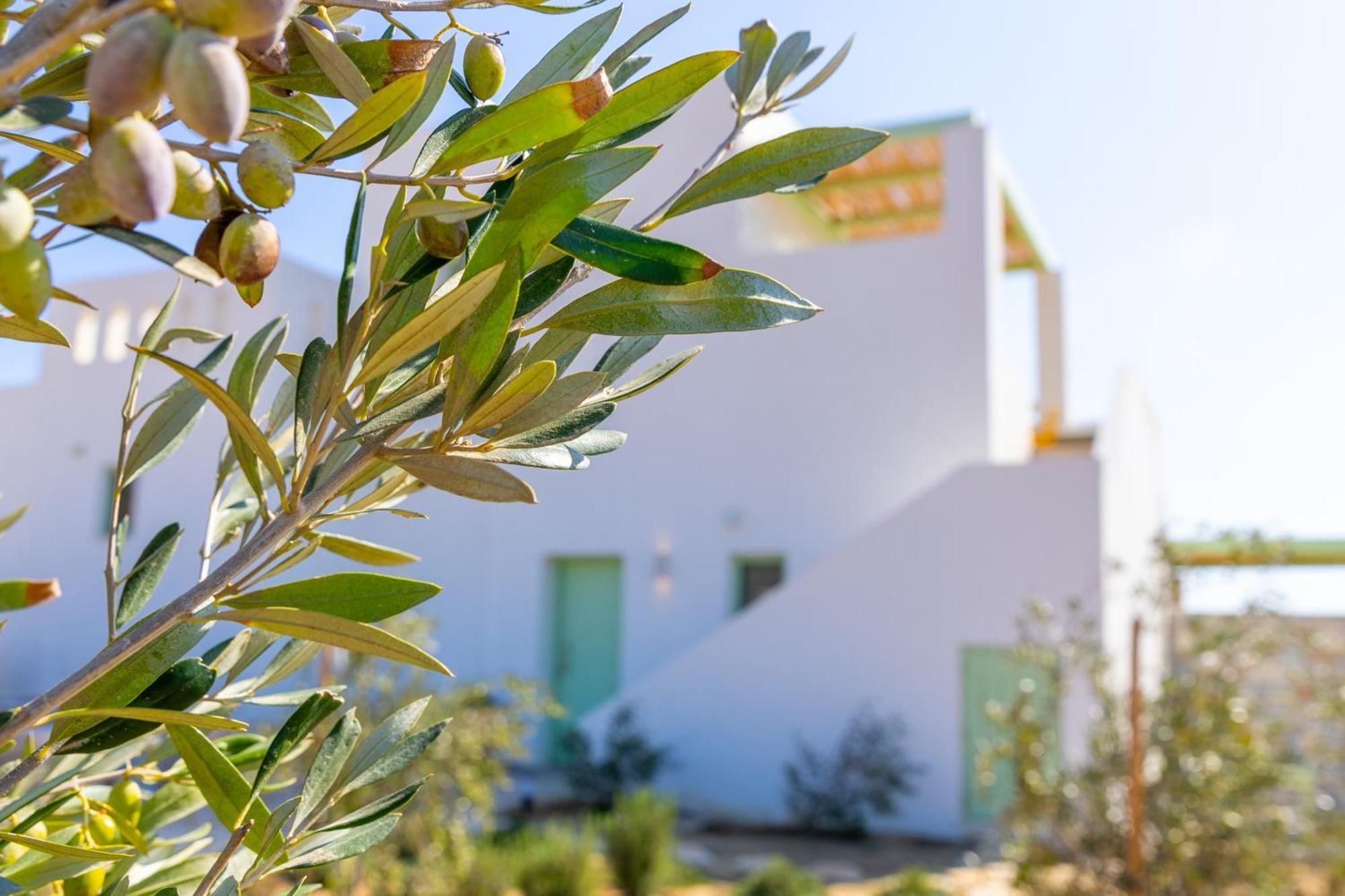 Plioni Villas & Suites Mikrí Vígla Kültér fotó